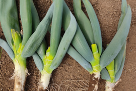 ✨【訳あり】下仁田ネギ（ネギ坊主摘み取り）詰め合わせ約1kg（7〜12本、サイズ混合）農薬・化成肥料不使用✨