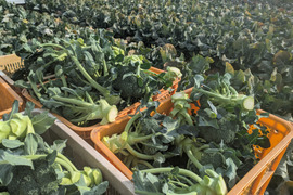 出荷は11/15頃〜
先行予約
🥦３本🥦ブロッコリー🥦