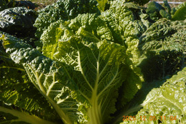 6名限定：自然農栽培で育てた奈良の冬野菜