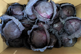 ともちゃんの紫キャベツ　15こ