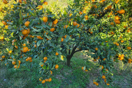 【特別栽培】和歌山県(桃山町産)　みかん【宮川早生】5kg(でかみかん)