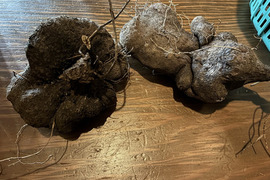栄養満点！！「紫山芋」ダイジョ 1kg程度