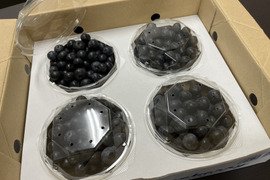 数量限定販売中！！美容効果も！摘みたて！農薬不使用ブルーベリー（400g）千葉県産
