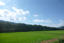 自然栽培のお米『亀の尾』玄米２ｋｇ