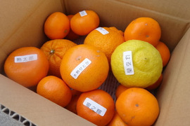 【柑橘食べ比べ】【２箱まとめ買い】甘～いみかん！旬のこだわり柑橘をまるごと楽しむ！３～５種類入り！何の品種が入っているか「お楽しみかん」 ご家庭用　約2kg入２箱セット【商品番号999-2】