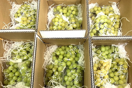 シャインマスカット 家庭用の通販｜食べチョク｜産地直送(産直
