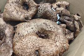 【天然茸】香茸/イノハナ/松茸にも匹敵する秋の香りの王者/300g