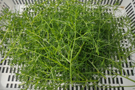🥬海藻じゃないのに「おかひじき」！？知る人ぞ知る珍しい葉野菜🥬シャキシャキ食感！朝採れおかひじき約100g｜サラダ・和え物・炒め物に｜農薬・化成肥料不使用🥬