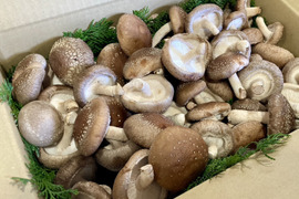 福王しいたけのミニサイズ！旨味たっぷり椎茸（ご家庭用/1.2kg）