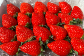 完熟よつぼし☆（ご家庭用・約530g×４箱）