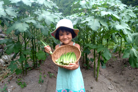 【自然栽培】昨年も大好評！朝採れ！ 丸オクラ 1.5kg