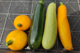 🌈【朝どれ】カラフルズッキーニ食べ比べセット3～4本（約750g～1kg）｜2〜3種おまかせ｜農薬・化成肥料不使用🌈
