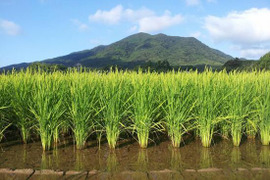 玄米『ヒノヒカリ』 (10kg) 農薬除草剤不使用の特別栽培米（リンゴガイ農法）