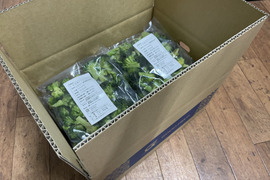 冷凍ブロッコリー【朝獲れをその日のうちに冷凍】250g×５袋の1.25kg