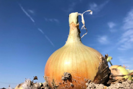 淡路島産新玉ねぎ『七宝』 5kg