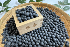 【🎍新豆】丹波黒豆500g お正月の黒豆煮用に是非🫘 レシピ付 有馬温泉の麓より どらまめと同じ品種 丹波黒大豆 丹波黒 黒豆《12/15日〜年内発送・お買い得📣》【福袋】【ゲン担ぎ福袋】