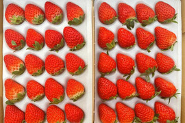 【ギフトにも最適！】紅ほっぺ 2Lサイズ（40粒）600～750ｇ "販売中"