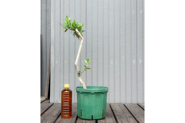 オリーブ 鉢植え タラスコア｜育てやすい シンボルツリー・盆栽にも最適