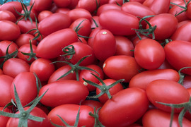 特濃トマト！！シシリアンルージュ　１ｋｇ