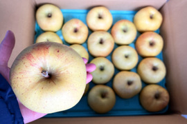 サクサク甘ーいりんご🍏はるか🍏5kg 低農薬で皮ごとﾊﾟﾘﾊﾟﾘ😆 キズなし良品🎁 特別栽培認証取得