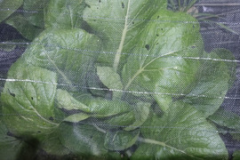 ✨旨味凝縮！少し大きめのパワフル小松菜！炒め物に最適（虫食い跡あり）農薬・化成肥料不使用✨