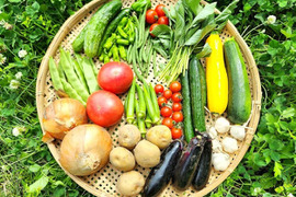信州の朝霧と寒暖差が育てた　旬の野菜セット【12品目】【朝どれ】