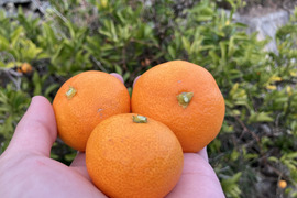 小玉　有田みかん【5kg（箱込）・ご家庭用】