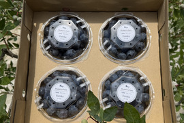 2026年度予約販売開始！パリッとして美味しい大粒ブルーベリー　ユーリカ※農薬不使用（100g×4パック）