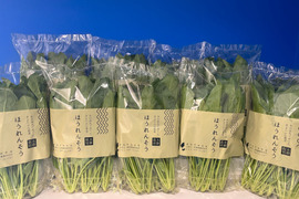 坂東農研ホウレンソウ(1kg)