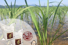 【米粉】400g(200g×2袋)超高級米いのちの壱100%