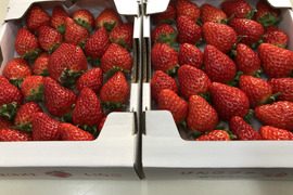 【朝採りいちご】あま〜い完熟紅ほっぺ❣️たっぷり食べれる1kg(2段バラ詰め)✖️2箱