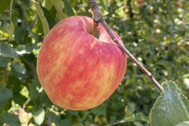 【2026年予約】『シナノドルチェ』 家庭用✨ 甘みと酸味の絶妙なバランス　3ｋｇ