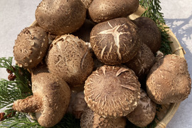 【今が旬！】肉厚の原木椎茸 約900g 生しいたけ 原木しいたけ