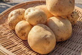 《冬の新じゃが》小玉サイズ！２KG  品種ニシユタカ 五島列島産 自然農業での栽培