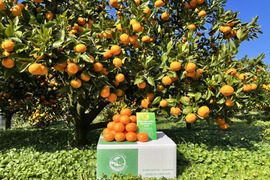 【10キロ物価高応援セール！】 完熟高糖度　節減対象農薬　特別栽培で育てたからだにやさしい　有田みかん