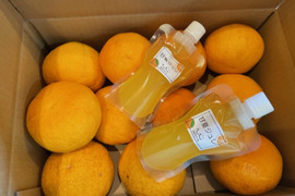 果汁タップリ❗️爽やか甘夏【4ｋｇ】と甘夏ジュレ2個セット❗農薬・化学肥料不使用で安心安全。