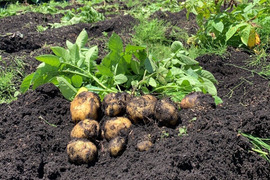 【ごろっごろ新ジャガイモ】　兵庫県香美町産新じゃが！　《きたあかり　箱入5kg》