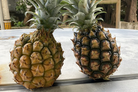 石垣島パイナップルの食べ比べ　ピーチパインとスナックパイン　500g 2個