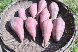 さつまいも　紅はるか（5㎏）