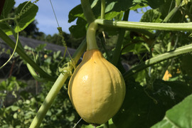 みこたん様専用野菜セット+サラダセット