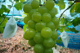 棚田で育てた🍇岡山県産瀬戸ジャイアンツ（ご家庭用・２ｋｇ）