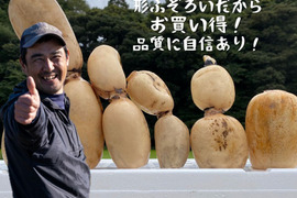 【規格外】秋れんこん2kg  ★シャキ旨直送  たっぷりで家計応援　/ 蓮根 / レンコン