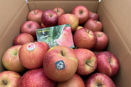 果肉が変色しにくいレア品種　葉とらず“千雪”　加工用　約10キロ　限定販売！