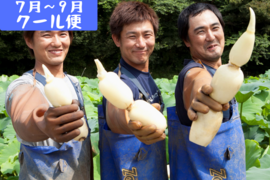 【7月限定】新れんこん2kg  ★冷蔵便でシャキ旨直送 贈り物に◎至高の美味しさ/ 蓮根 / レンコン