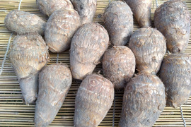 自然栽培　里芋（土垂）5kg