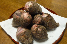 【特売】赤芽の定番‼　里芋：セレベス　５００g