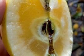 特別栽培！蜜入り黄りんご 「こうこう」Ａ品・5㎏