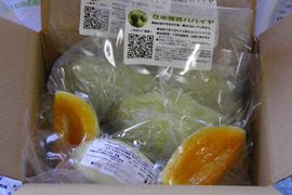 青パパイヤの通販｜野菜｜食べチョク｜産地直送(産直)お取り寄せ