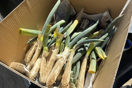 【訳あり】固定種ネギ『下仁田ネギ』(30本)