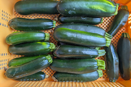 煮てよし！炒めてよし！揚げてよし！ズッキーニ【自然栽培】　富山県射水市産　10本(2kg前後)　お知り合い・ご友人・ご近所さんと是非！